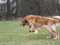 Bendix Obedience Workshop beim VdH Mauer 2016 (51)